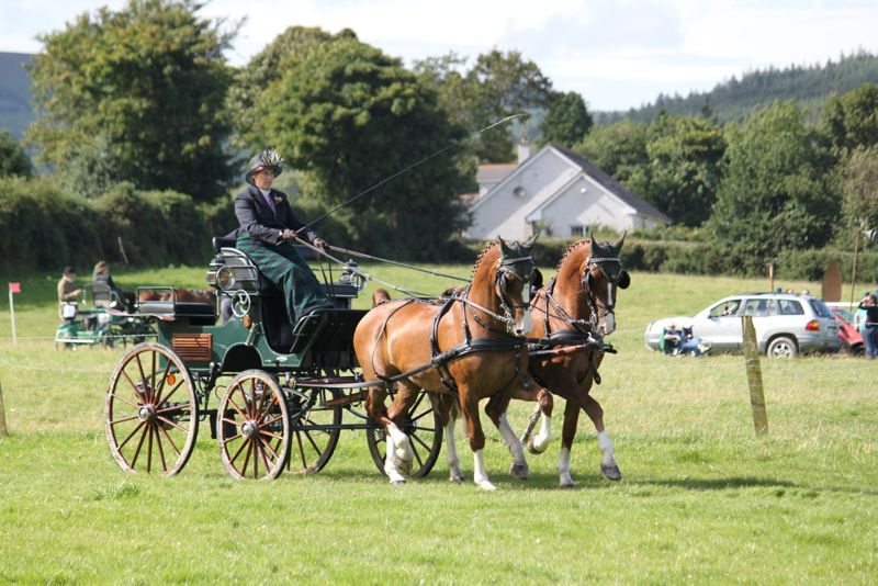Carriage Driving - Horse Sport Ireland