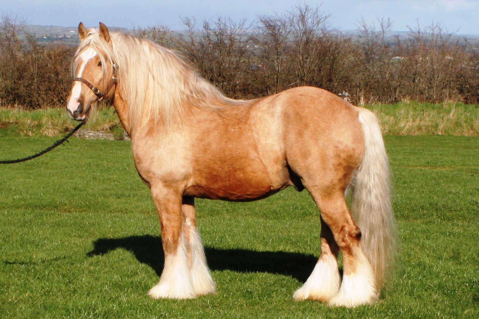 irish-cob-studbook-horse-sport-ireland