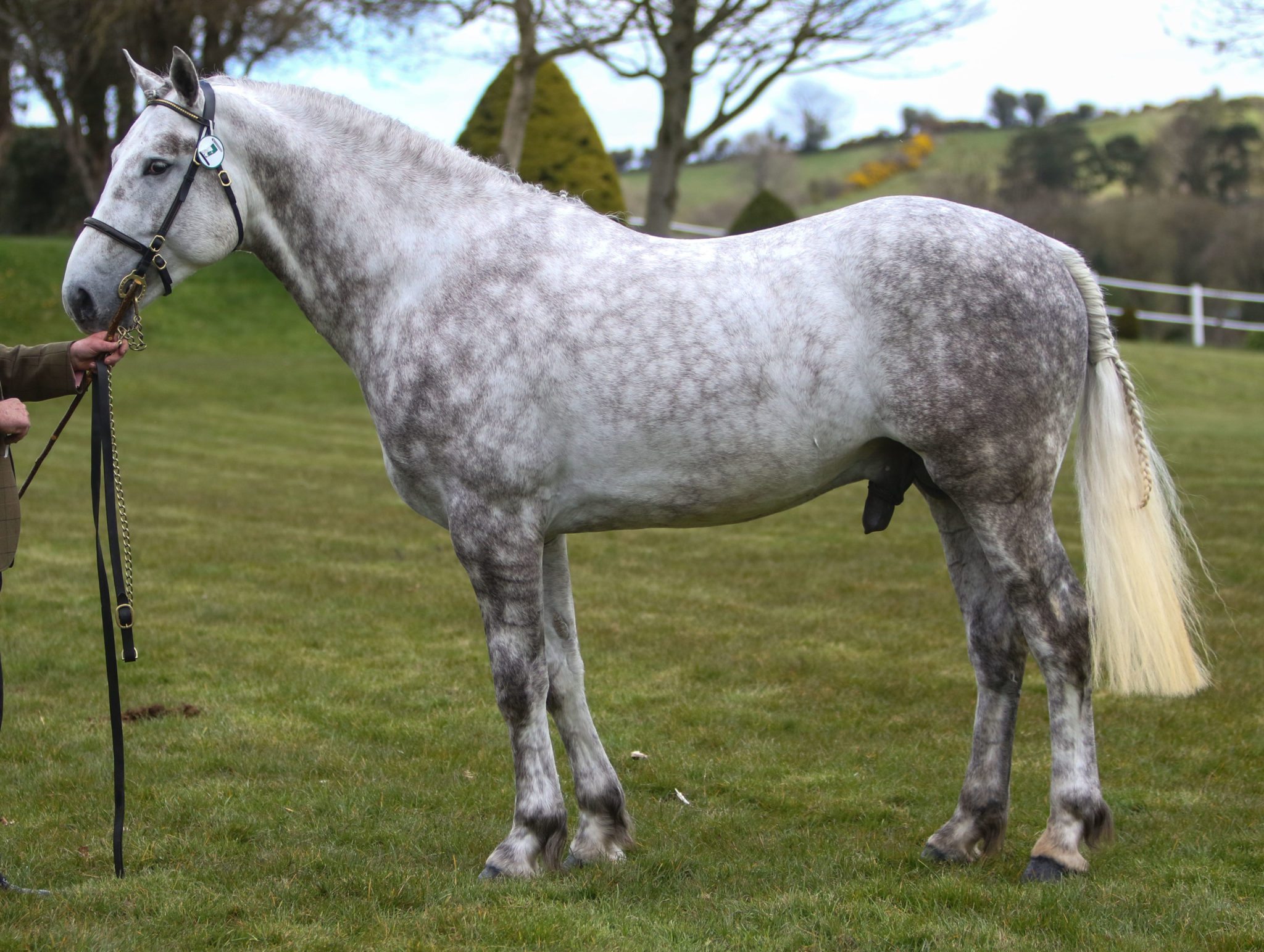 Jariat Old Ironsides