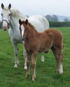 Irish Draught mare & foal