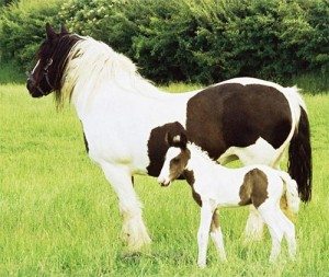 irish-cob