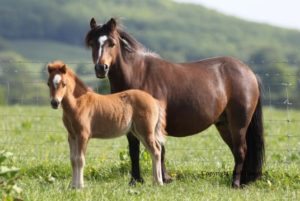 Kerry Bog Pony