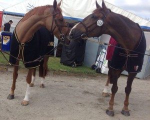 The Touchdown progeny Touchable and A Touch Imperious were two members of the British team.