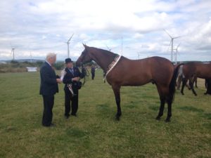 Electric Flash (ISH) - 2011 bay gelding by Cougar (ISH) out of Tullibards Figaros Girl (OLD), by Painters Row (TB). Bred by Cyril Conway, Co. Clare.