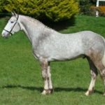 STALLION_BOOK_PAGE_BEECHMORE_SILVER_CREST_180313