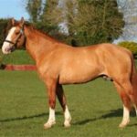 STALLION_BOOK_PAGE_CLONEYHEA_PADDY_180313