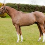 STALLION_BOOK_PAGE_PORTLAOISE_FIRST_TUCH_160313