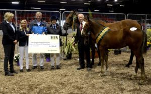 Champion Eventing Colt Foal - Ballylough Bewell (TIH) by Clerkenwell (USA) (TB) out of Bellville Diamond (ISH) by Flagmount Diamond (ID). Owner: Malachy & Nuala O'Hare