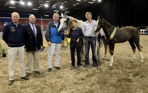 Champion Show Jumping Colt - Kassidy (KWPN) by VDL Bubalu (KWPN) out of Vamp (KWPN) out of Colino (HOLST)