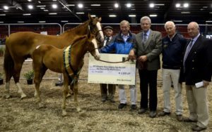 Champion Show Jumping Filly - TC Miss Quality Cruise by OBOS Quality 004 (OLD) out of TC Miss Cruise (ISH) by Cruising (ISH). Owner: Tom Clancy