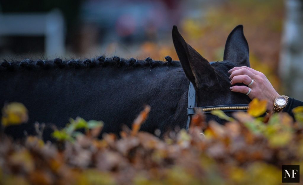 goresbridge_eventhorseviewing_sj-52