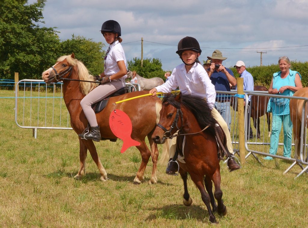 Kerry Bog Pony Studbook