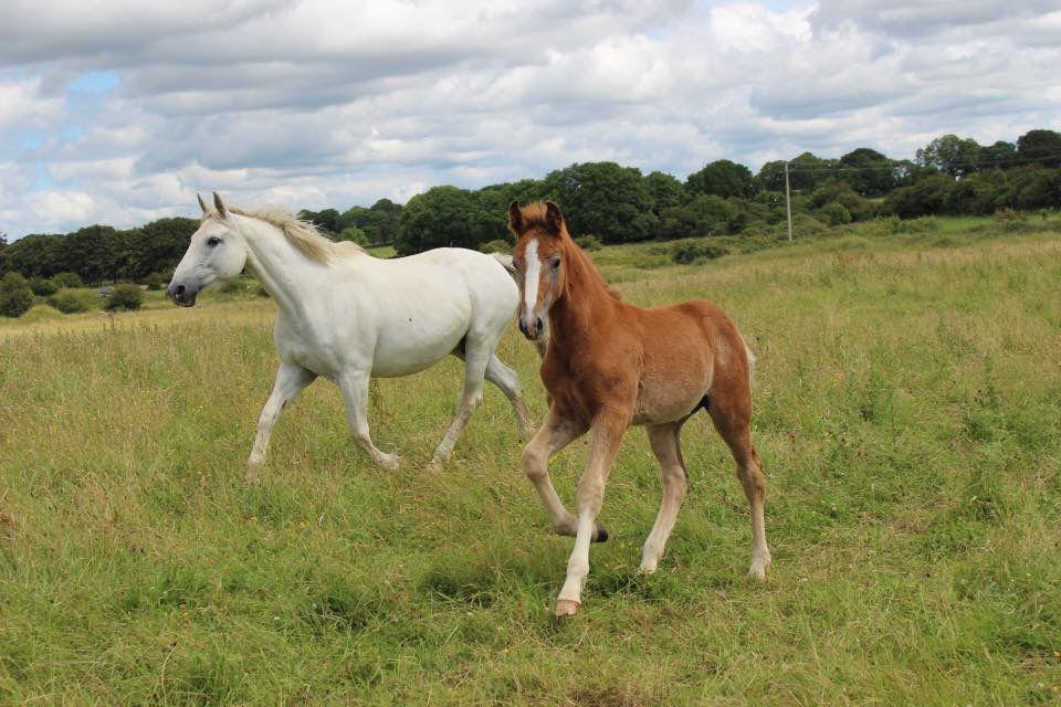 Cappa Capone (IDC1) as a foal with his dam Cappa Jewel (IDC1)