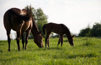 Mare and Foal