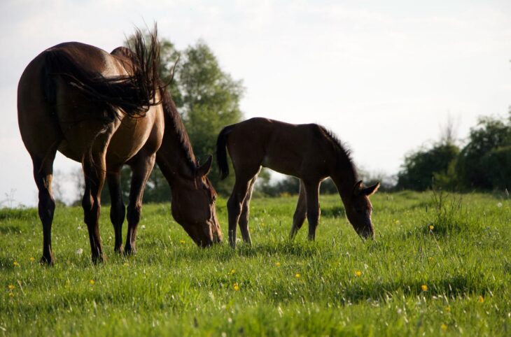 Mare and Foal